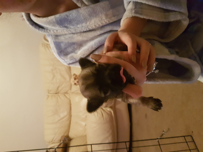 5 chihuahua mix girls and boys