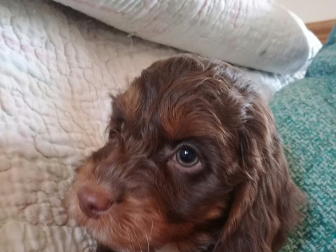 Stunnng Home Bred Babies prcd/PRA and FN clear 