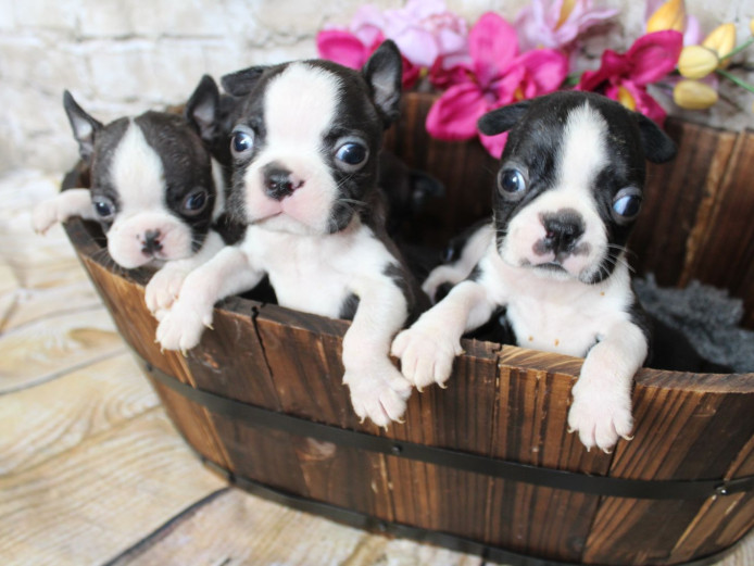 7 show quality puppies from health tested parents