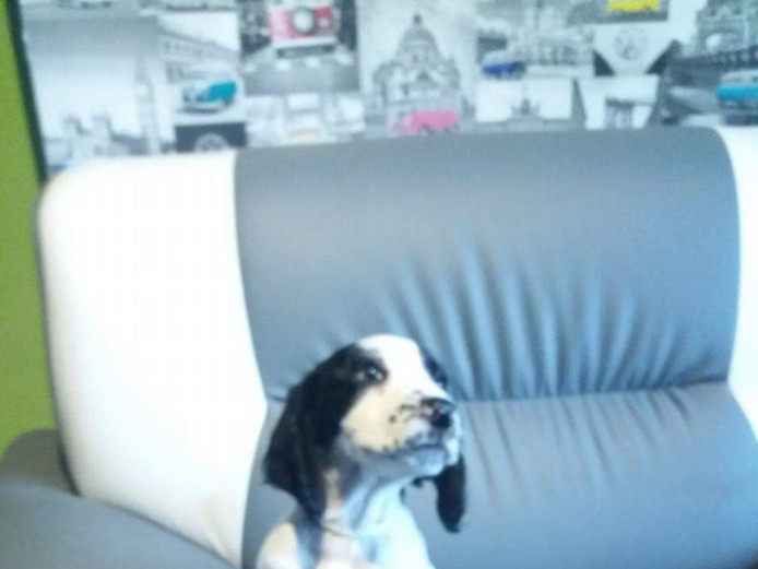 Springer spaniel puppies