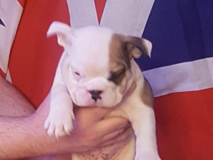 Quality English Bulldogs For Sale