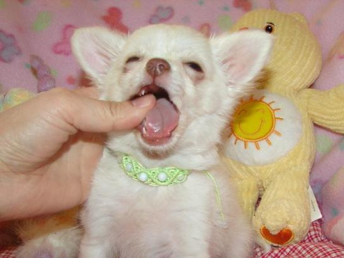 Chihuahua Puppy Ready for their new home