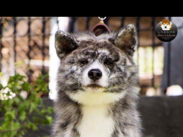 KC registered import Japanese Akita Inu (male)