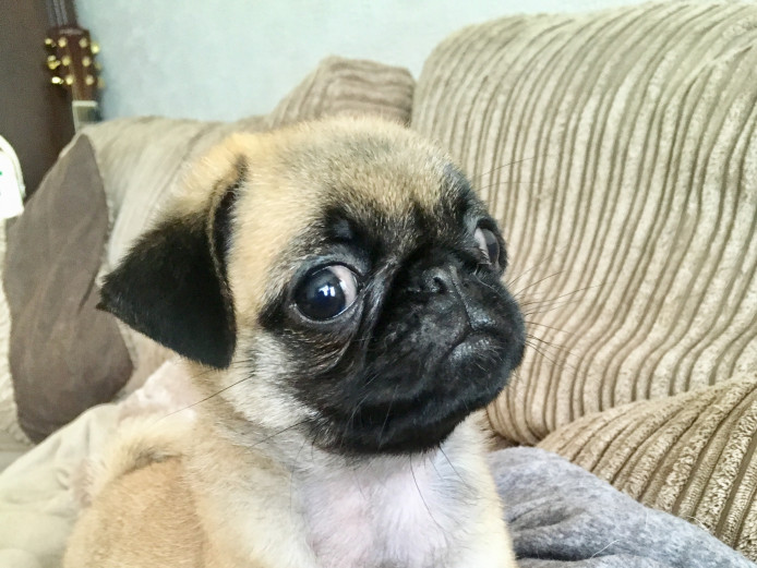 Kc Reg pug puppies 
