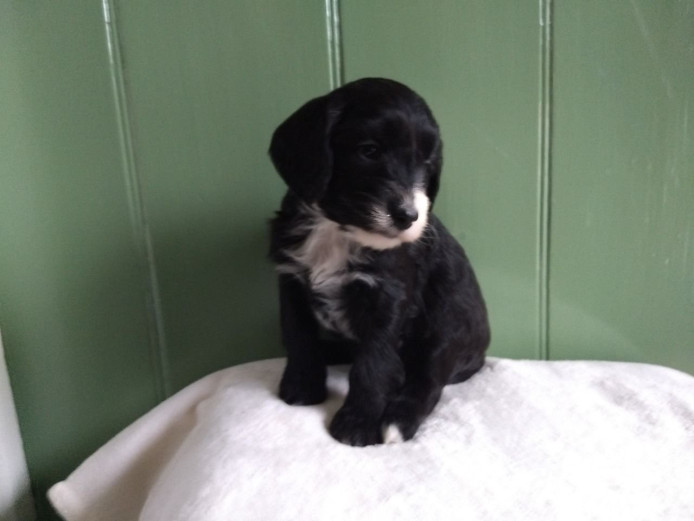 Gorgeous Health Tested Cockapoo Pups Ready