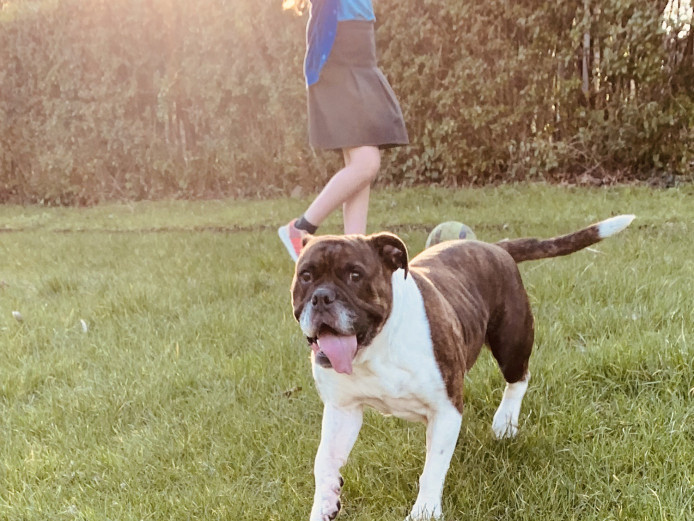 VBA Registered Victorian Bulldog