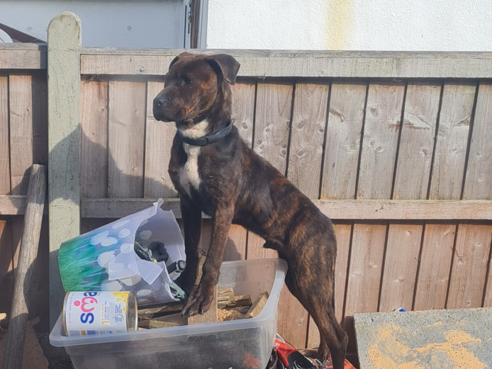 Male mastiff/rottweiler 6 months old