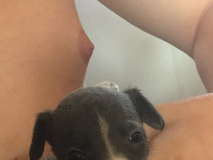 Suluki whippet greyhound puppies 