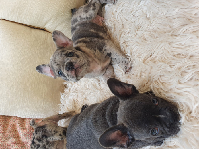Merle and Blue French Bulldog Puppies
