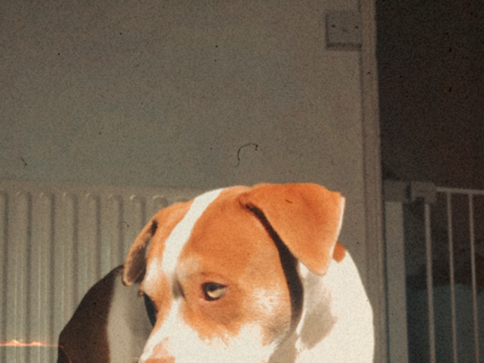 *REDUCED* rare staffy shar pei cross. Amazing markings and eyes