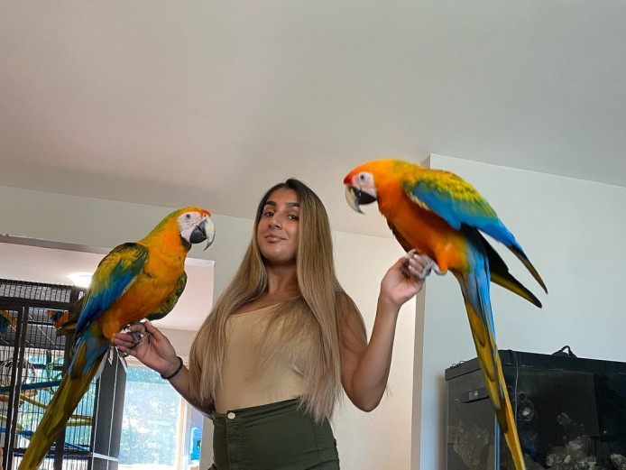 perfect feathers B&G macaws for sale 