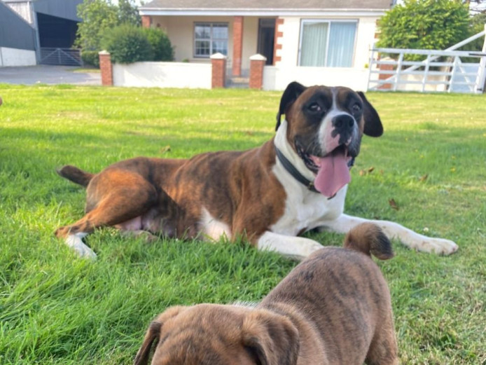 Oustanding Boxer Puppies Ready For Their New Homes.