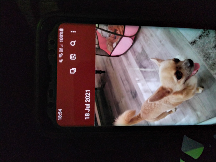 Small Chorkie for rehoming  