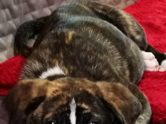 Loving puppy requires home 