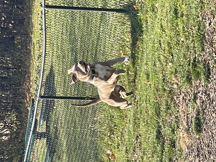 Stud American PitBull