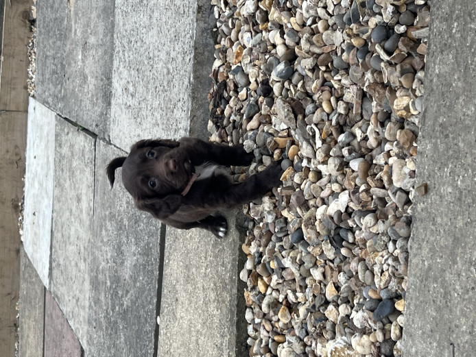 2 Sprocker spaniel puppies left 