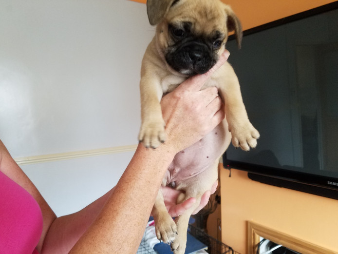 Frenchbulldog x pug 