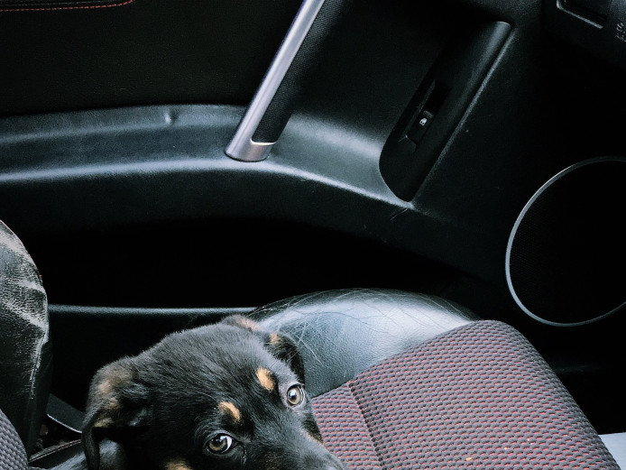 German Shepherd x Rottweiler