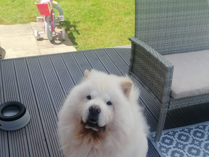 Looking to adopt a chow chow! 