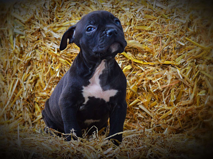 3 XL bully pups for sale. 