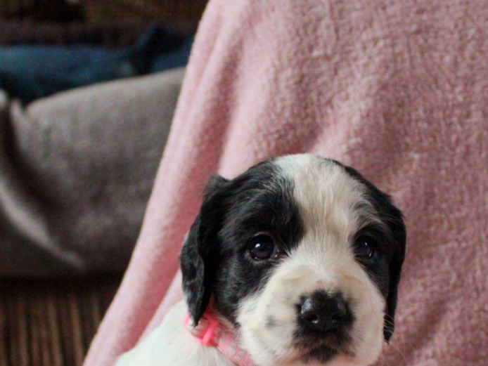 Working cocker spaniel 