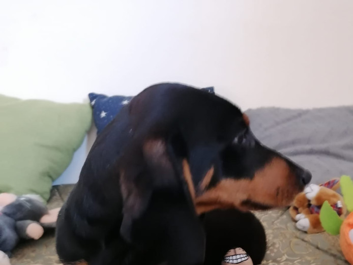 Beauthiful dachshund puppy