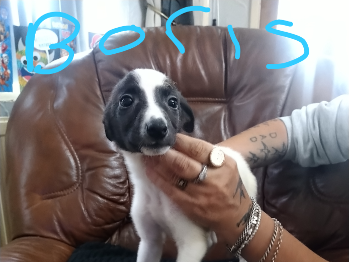 Collie whippets 