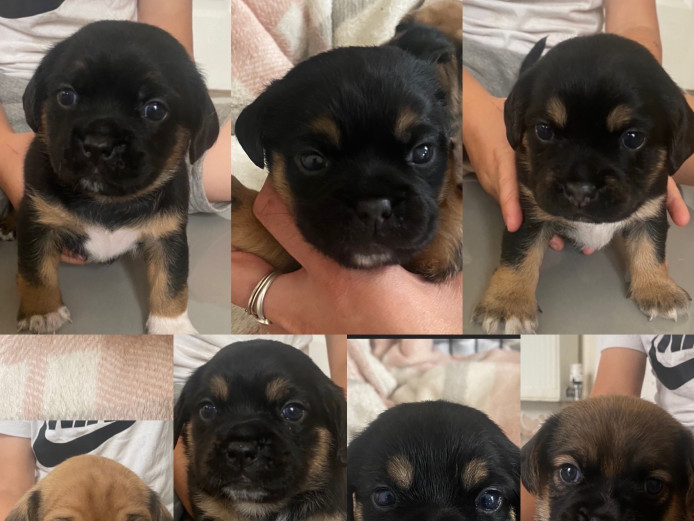 Beautiful F1 puggles 