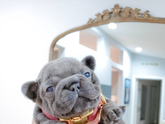 PRICE D!***Outstanding Quality French Bulldogs*READY NOW