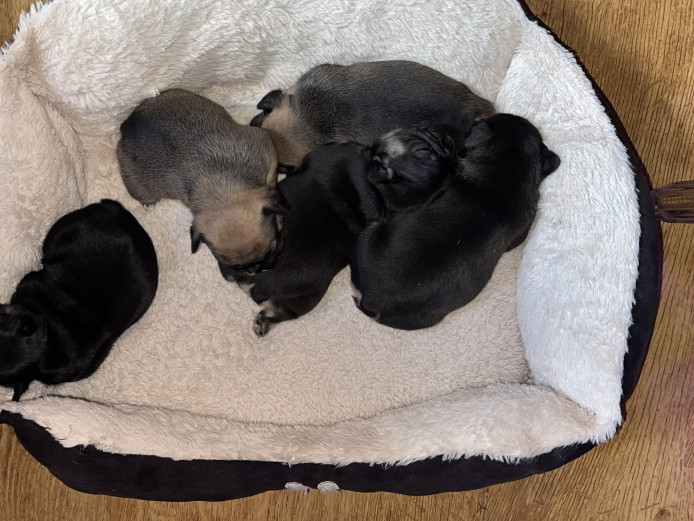 beautifulFrench bulldog 