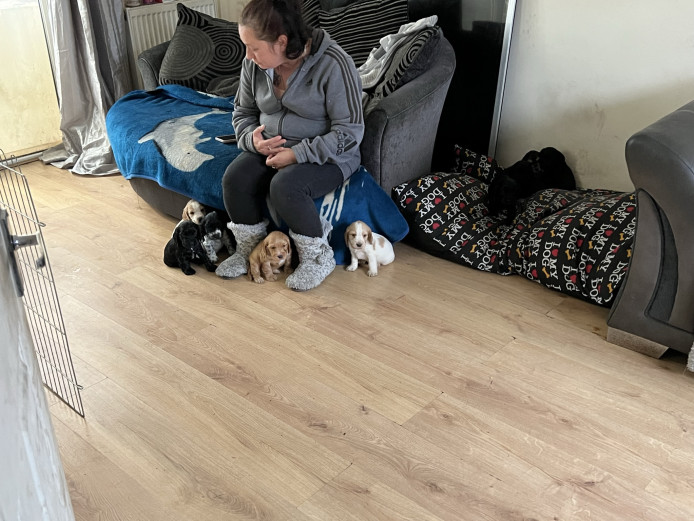 Show cocker spaniel puppies
