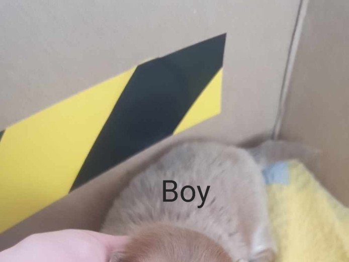 Pomchi puppies ???? 3 males and 1 female available 