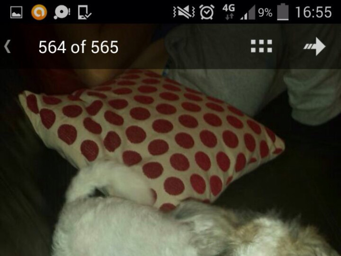 Female Bishon with jack Russell 