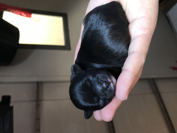 Shih tzu x toy poodle