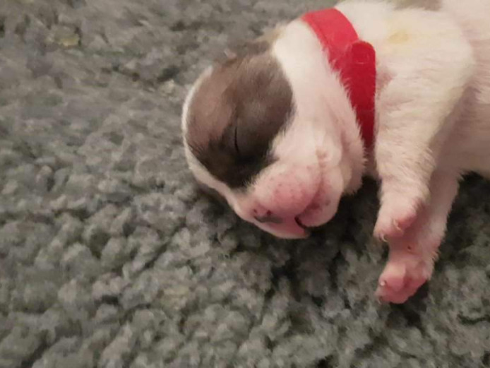 French bulldogs 1 male/ 2 Girls.