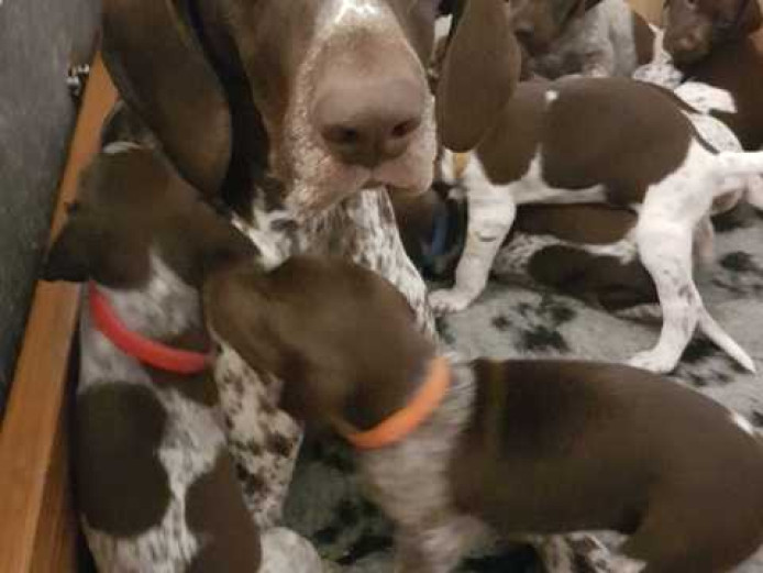 KC REGISTERED GSP GERMAN SHORTHAIRED POINTER PUPPIES