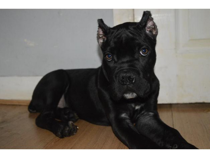 Champion Bloodline Cane Corso