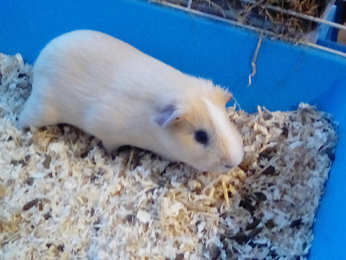 Gorgeous little boy 