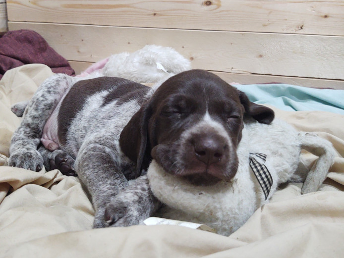 Beautiful German Shorthair Pointer Puppies