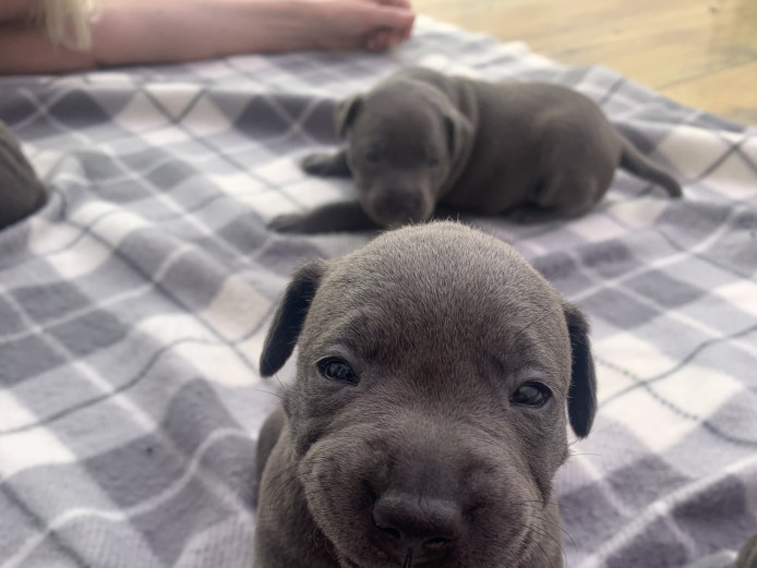 Chunky blue staffy puppies for sale