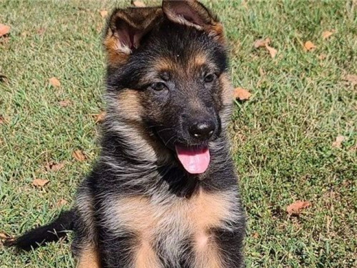 Obedient, Intelligent, Curious, Alert, Loyal, Confident, Watchful, Courageous German Shepherd For Sale