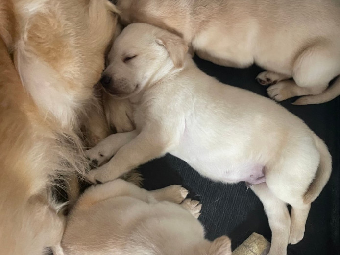 Beautiful Kc Golden Retriever Puppies