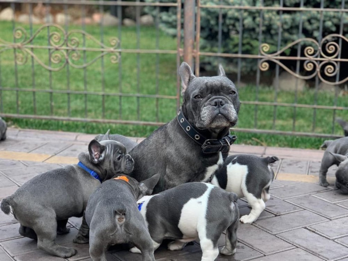 KC Reg French Bulldog puppies