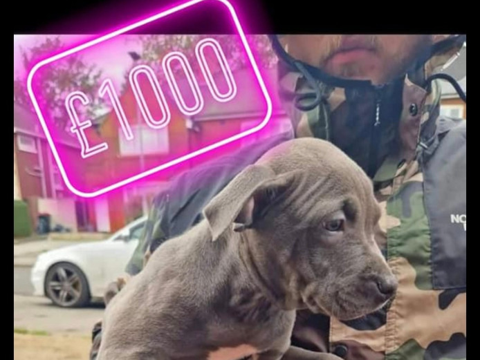 12week old xl bulldog 