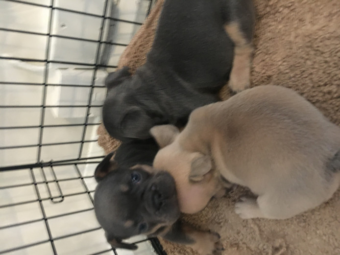 French bulldog puppies 