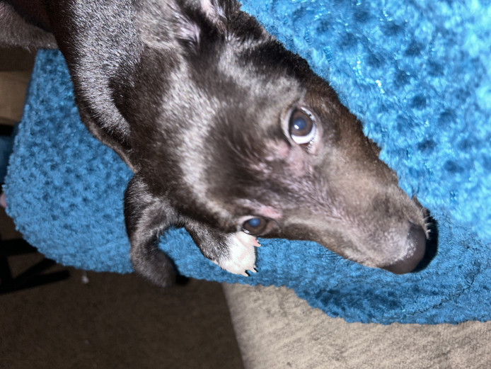 Lab/Hound Puppy