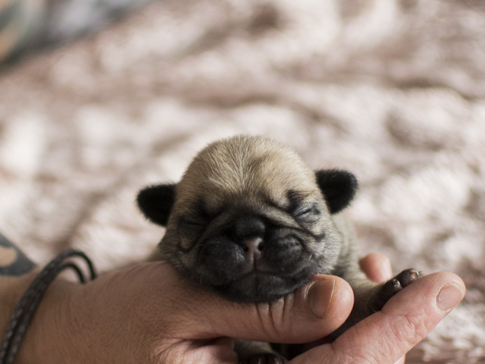 beautiful pug puppies 4 female