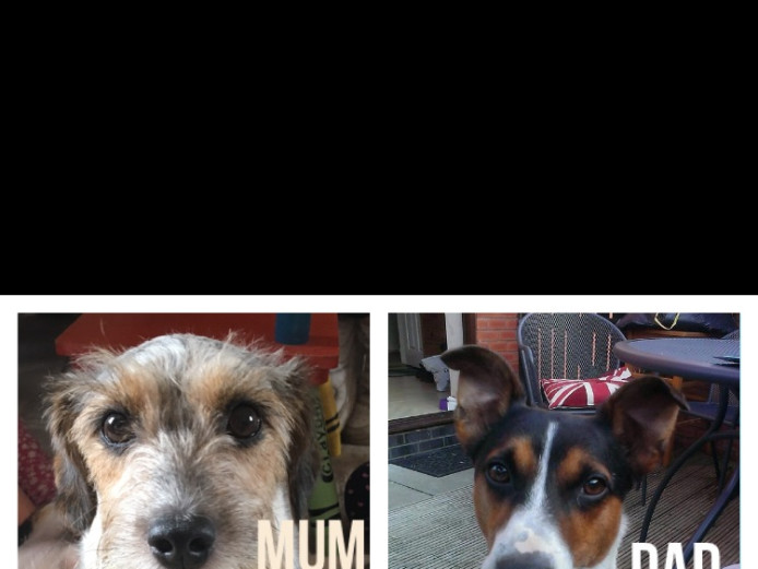 2male Jack Russell Puppies