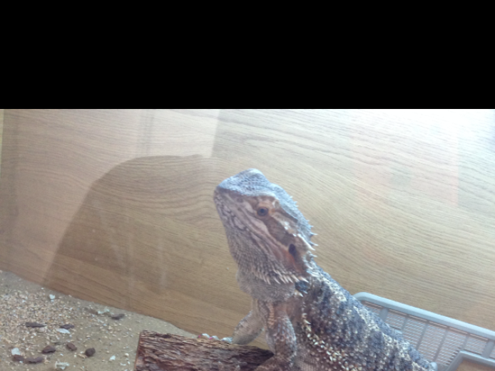 Bearded dragon 