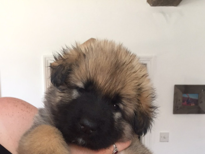 Beautiful German Shepherds